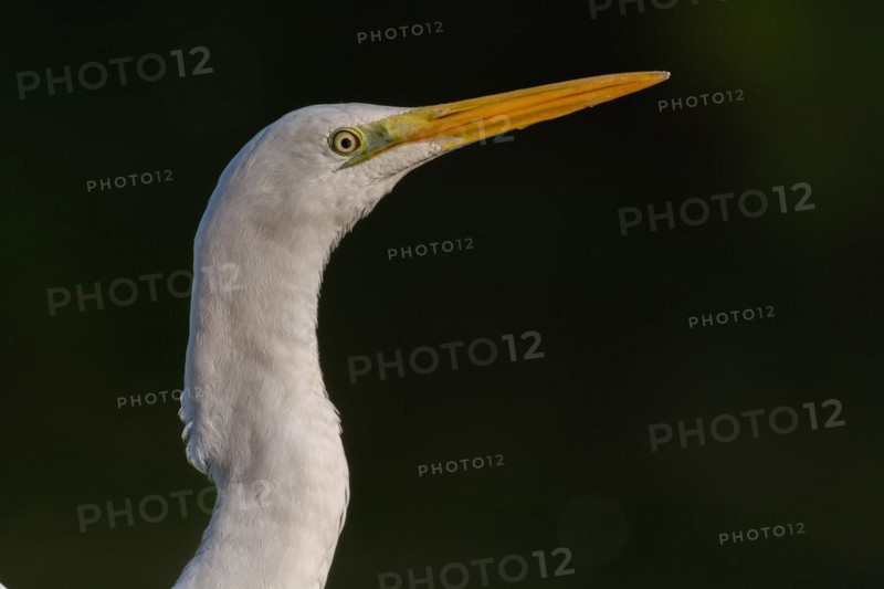 Portrait of a Great egret