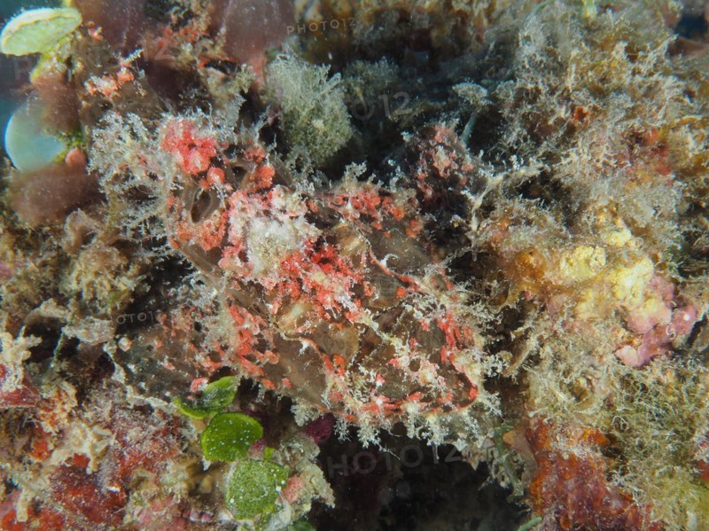 Well camouflaged Giant Frogfish
