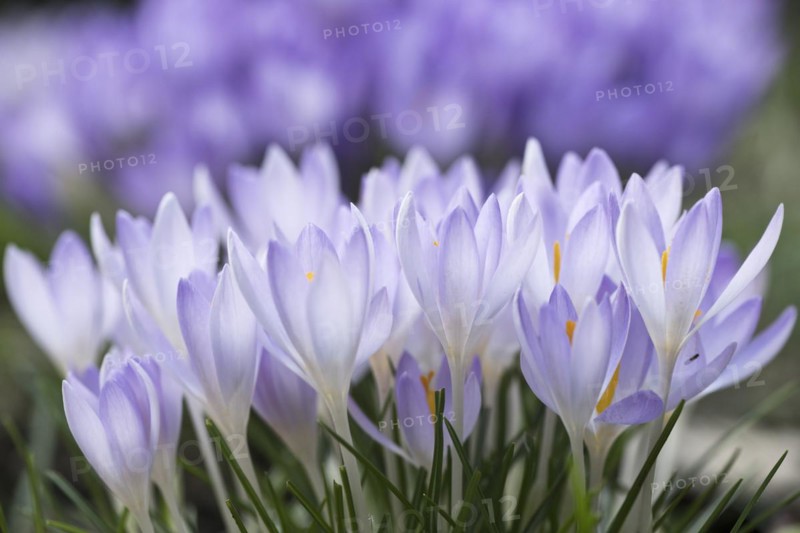 Woodland crocus