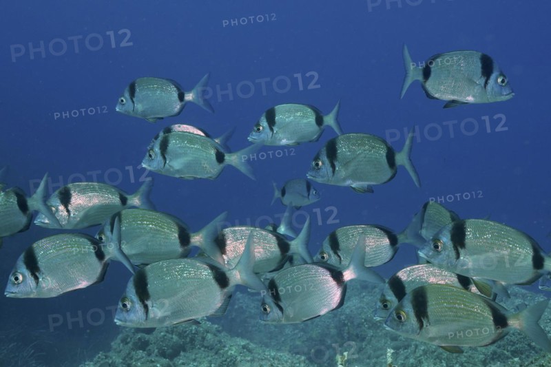 Group