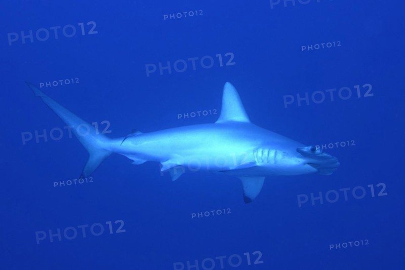 Scalloped hammerhead
