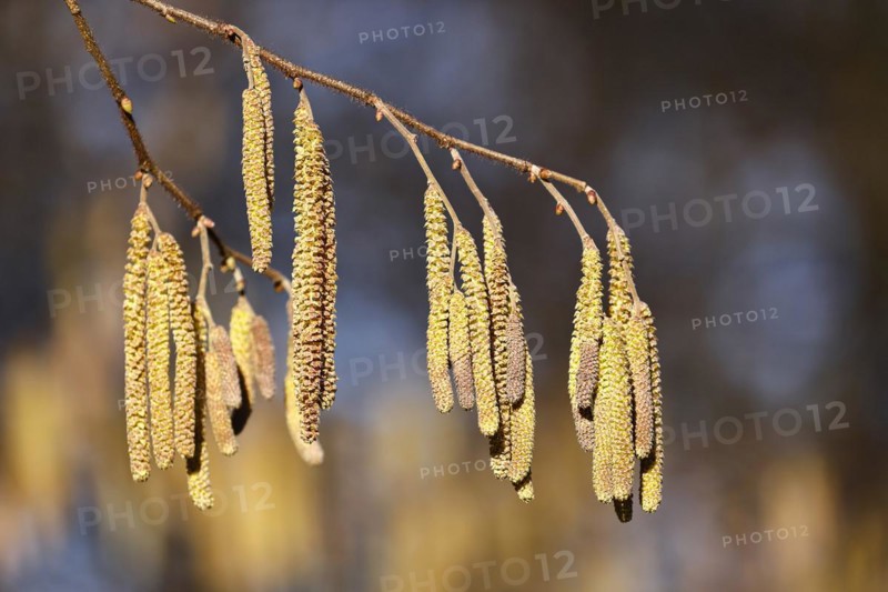 Common hazel
