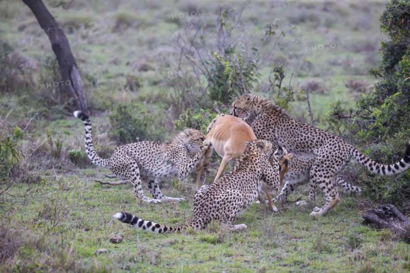 Cheetah