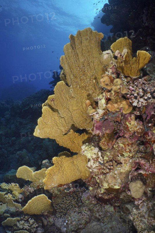 Blade firel coral