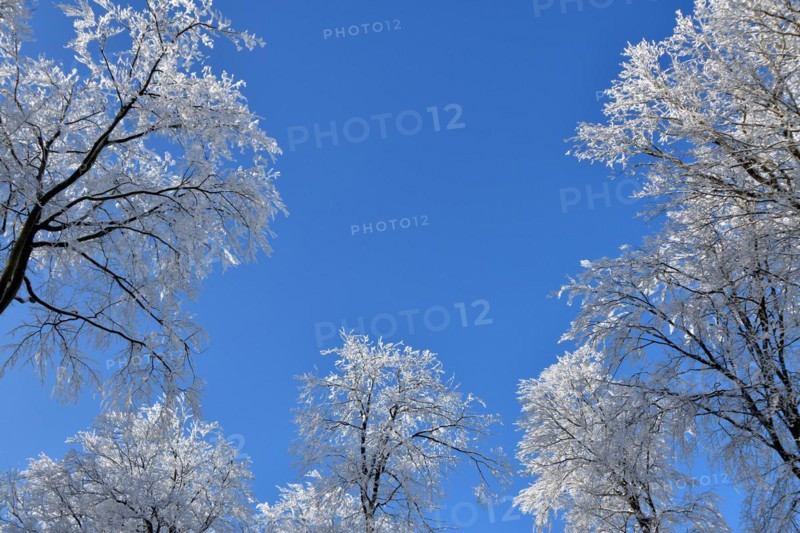 Tree tops with snow and hoarfrost against a blue sky in the Hunsrueck-Hochwald National Park