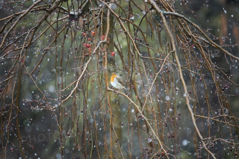 European robin