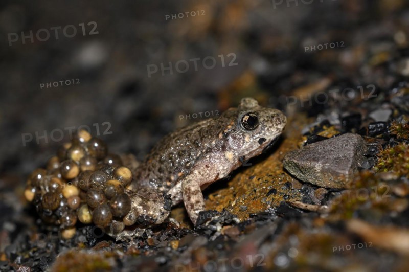 Common midwife toad