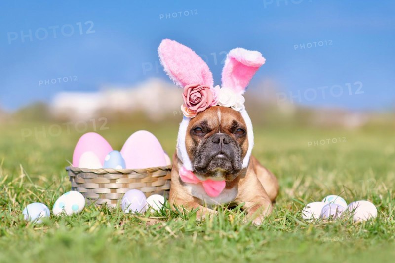Easter French Bulldog dog with rabbit costume ears next to easter eggs