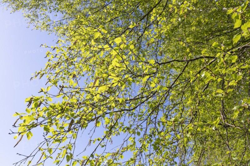 Moor birch