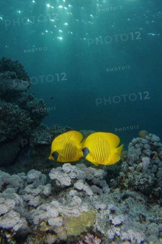 Pair of bluecheek butterflyfish