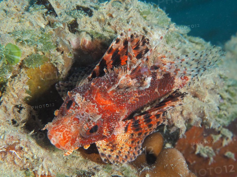 Red Sea Dwarf Lionfish