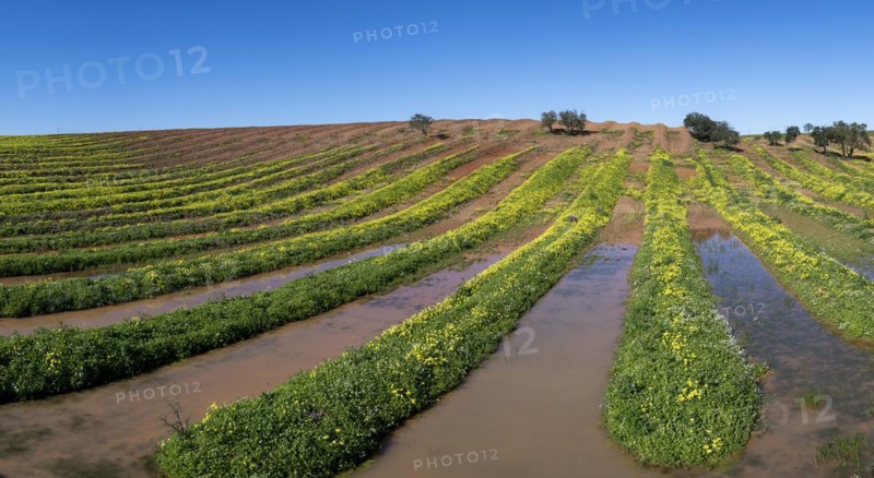 Field with flowering wood sorrel