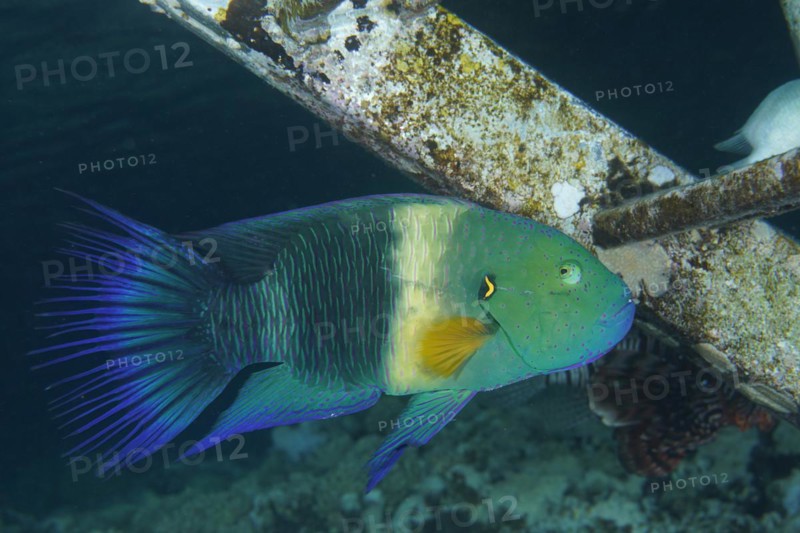 Broomtail wrasse