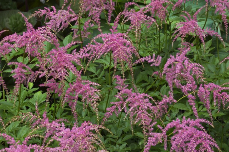 Astilbe Ostrich Plume