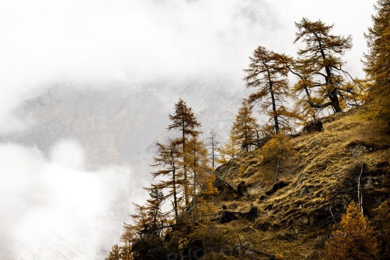 Autumn larch