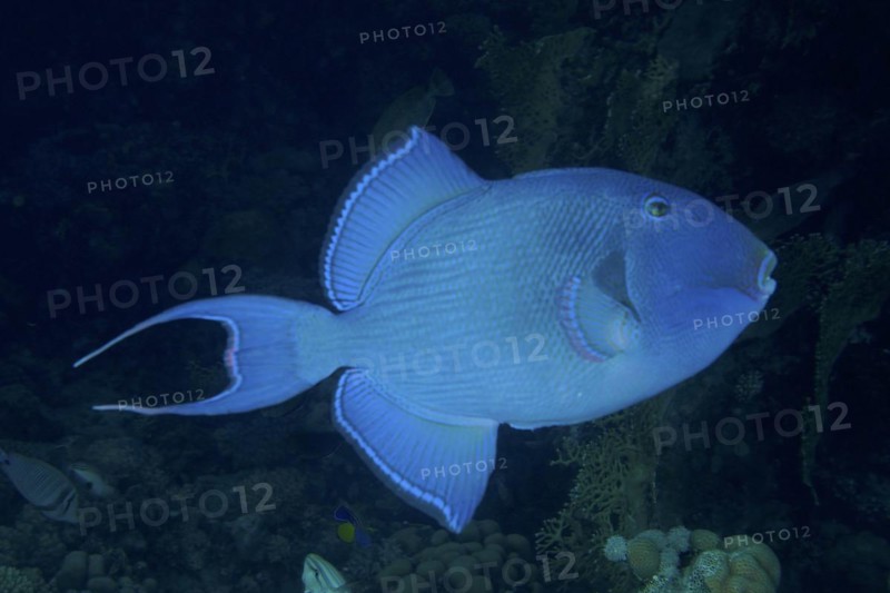 Blue triggerfish