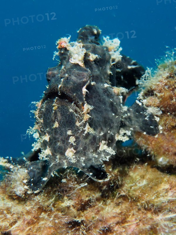 Giant frogfish
