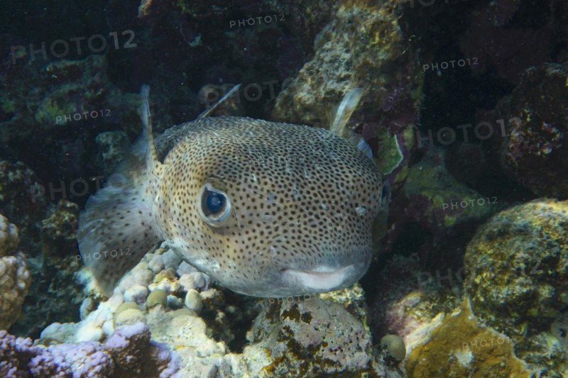 Spot-fin porcupinefish
