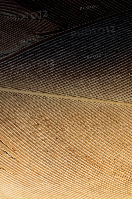 Beautiful bird feathers for decorative purposes