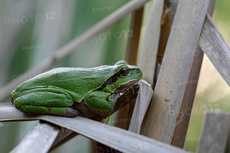 European tree frog