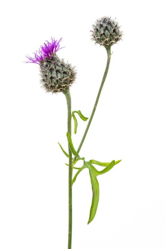 Brown knapweed