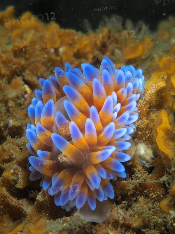 Silver tip nudibranch