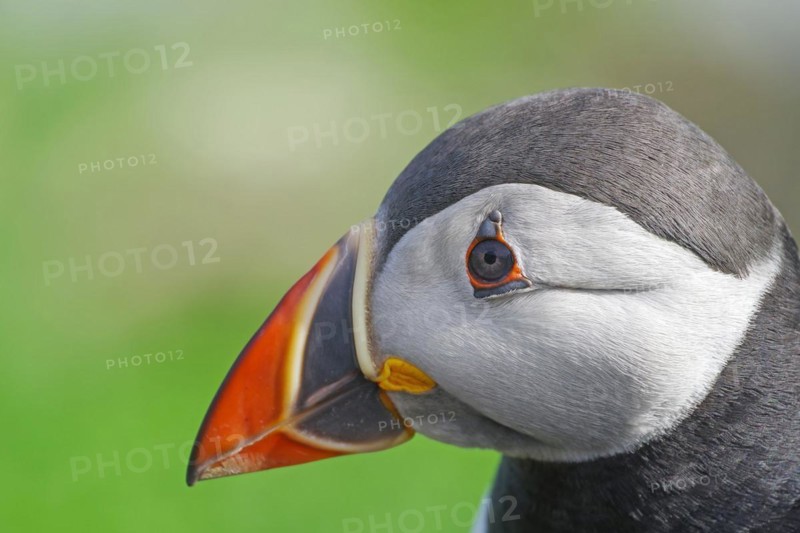 Head of a puffin with many details