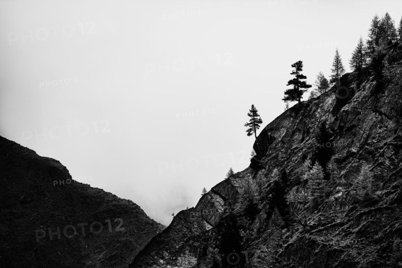 Single trees on rocky ridge in backlight