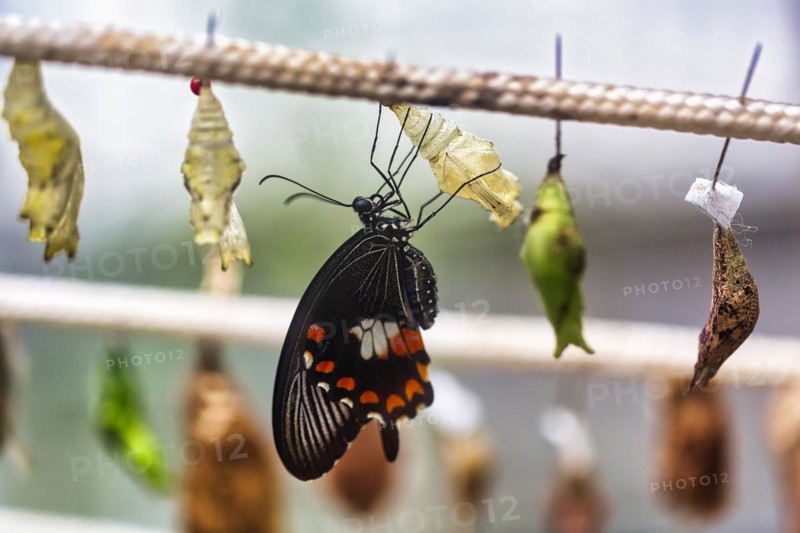 Common mormon