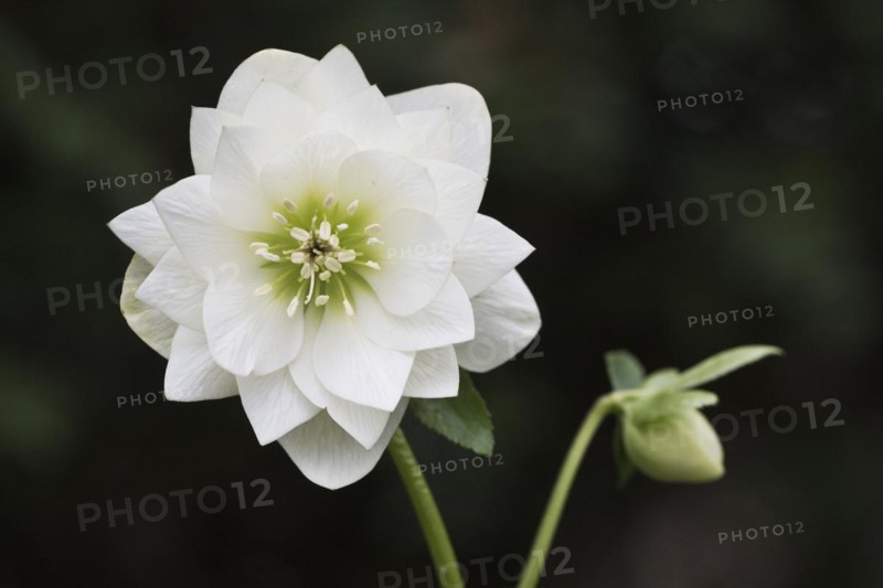 Lenzrose