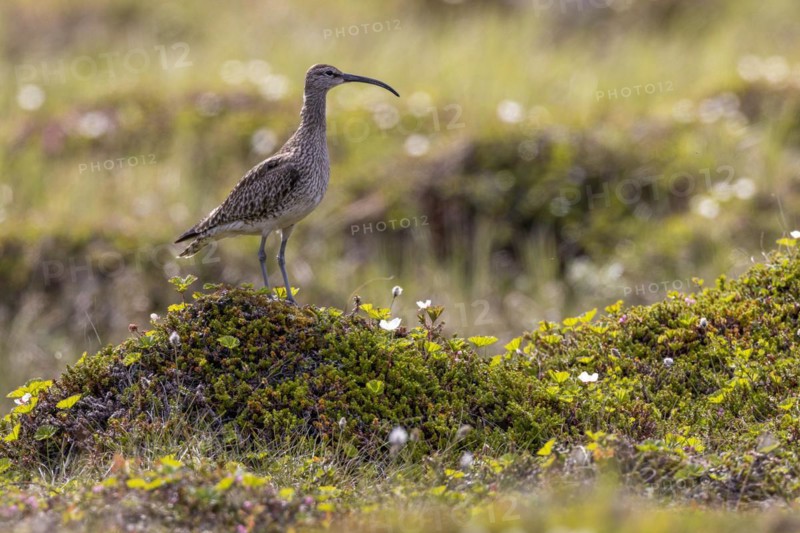 Whimbrel