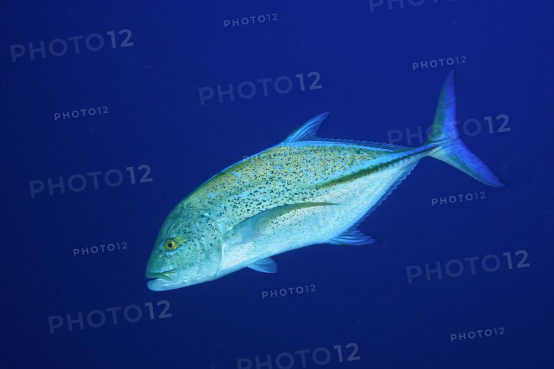 Bluefin trevally
