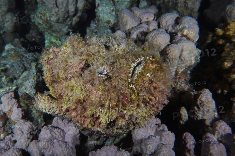 Reef stonefish