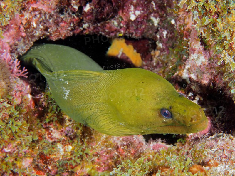 Green moray