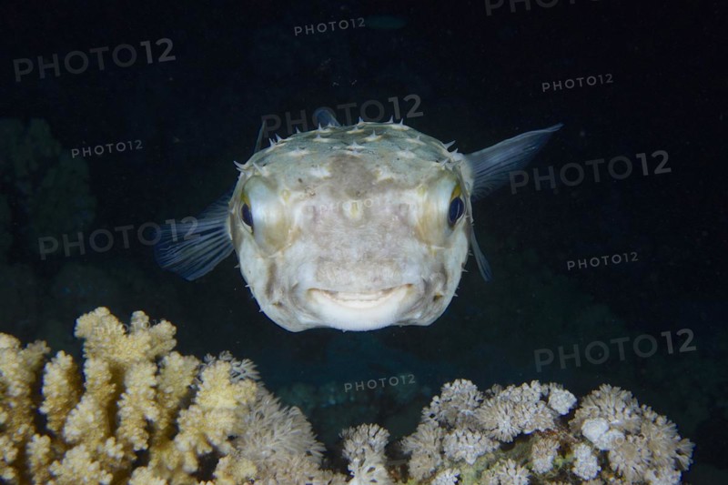 Portrait of spotbase burrfish