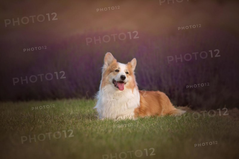 Welsh Corgi Pembroke dog beautifully posing on a lavender field between paths. Lavender field in Poland