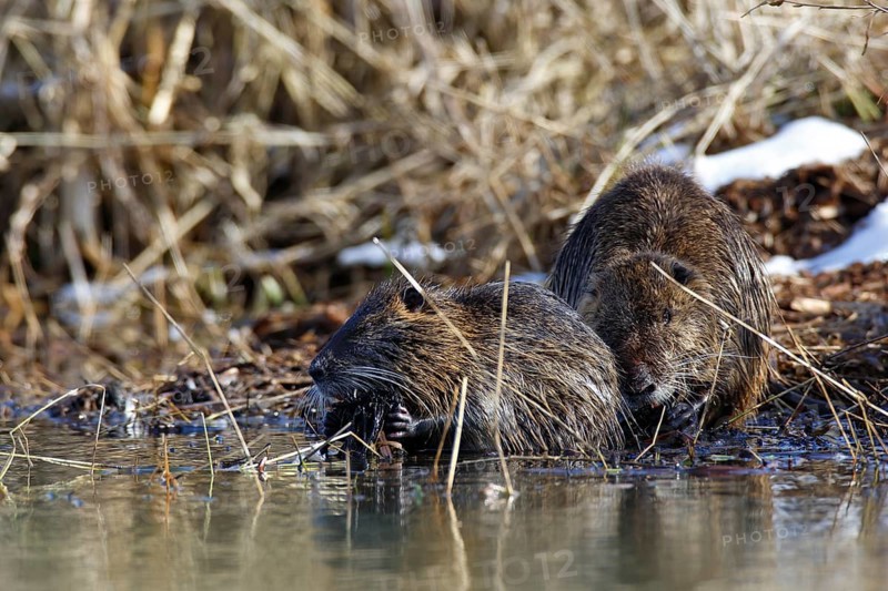 Nutria