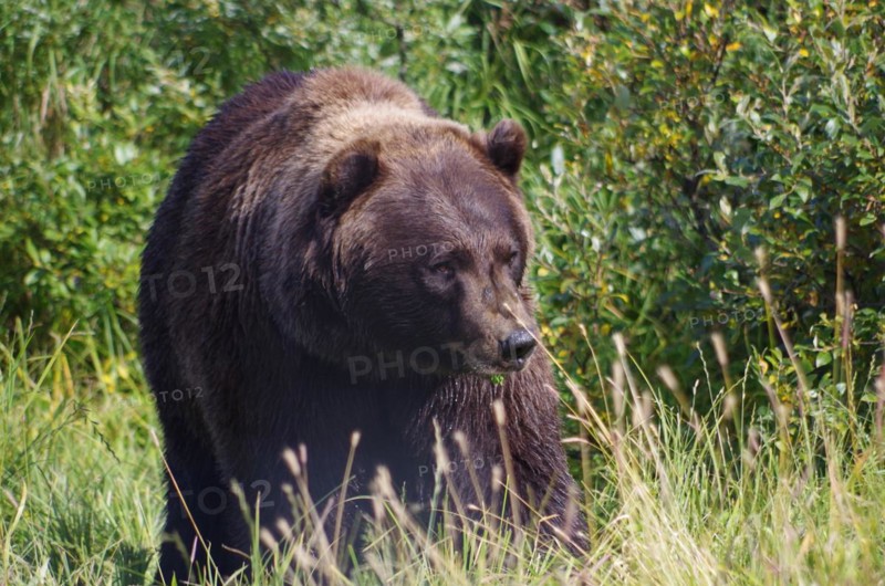Brown bear