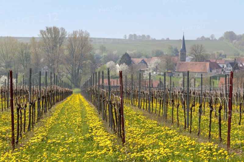Vineyard with flowering dandelion