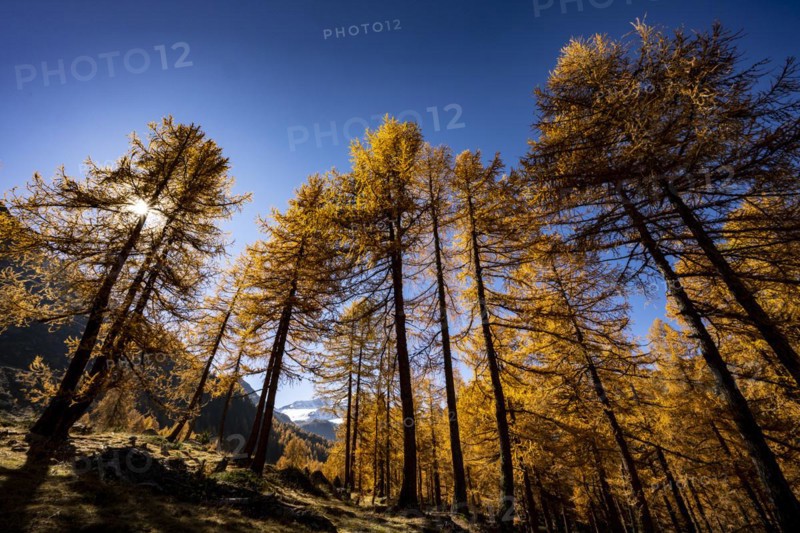 Autumn larches