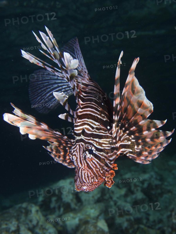 Portrait of pacific red lionfish