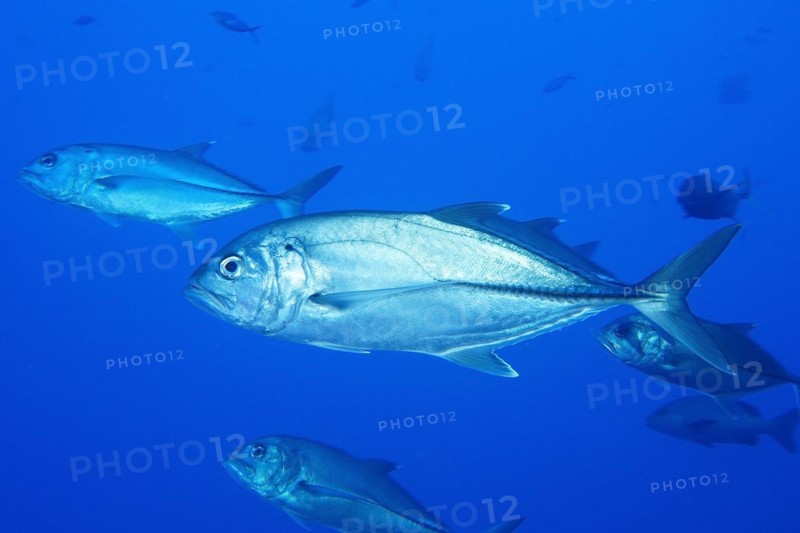 Bigeye mackerel