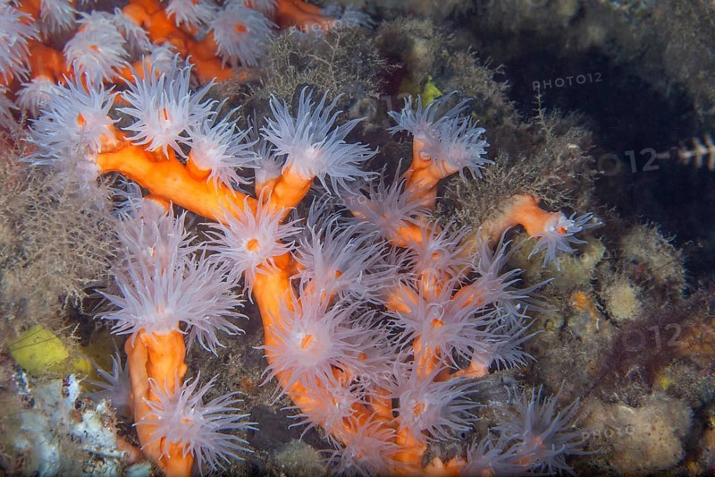 Orange tree coral