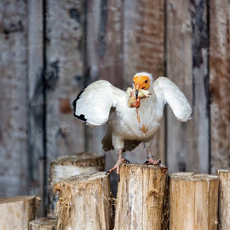 Egyptian vulture