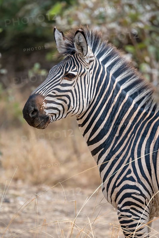 Plains Zebra of the subspecies crawshay's zebra