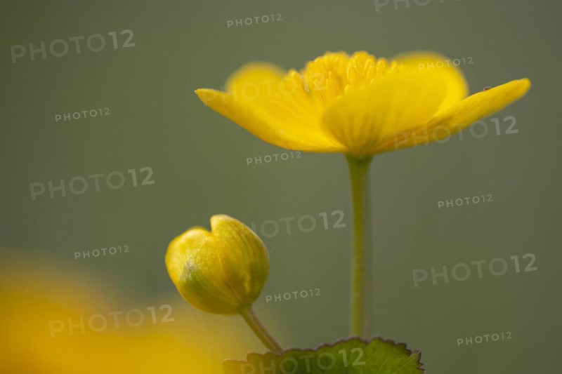 Marsh marigold