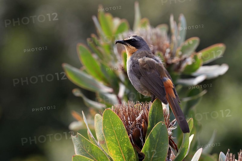 Cape robin-chat
