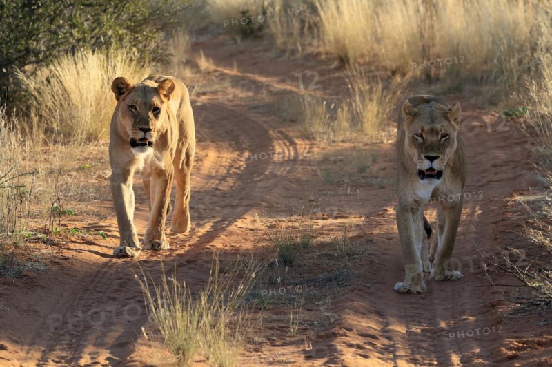 Lion