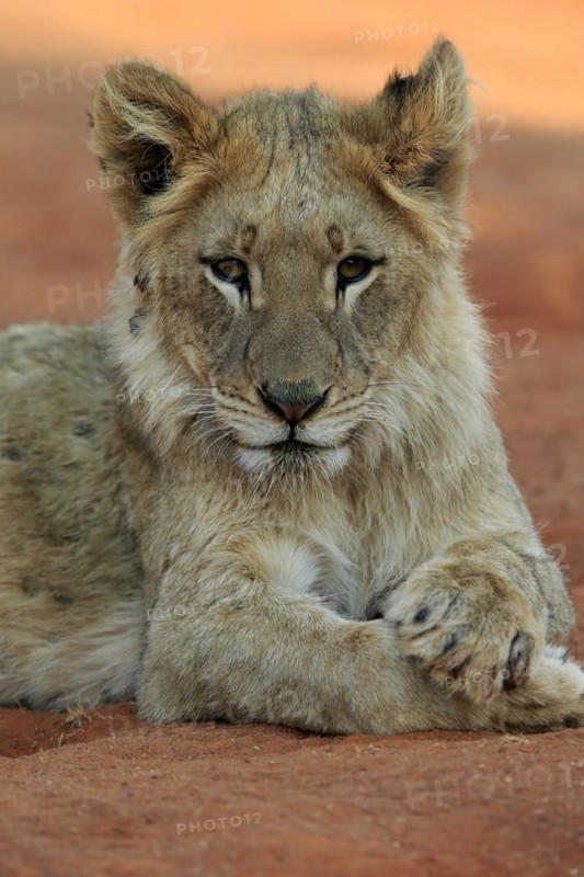 Lion