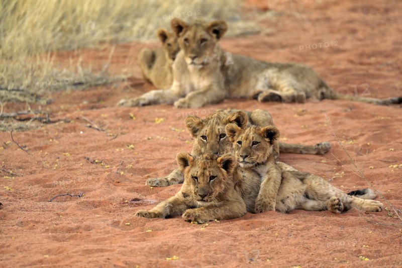 Lion